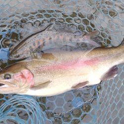 癒しの釣り ～岡崎トラウトポンド～